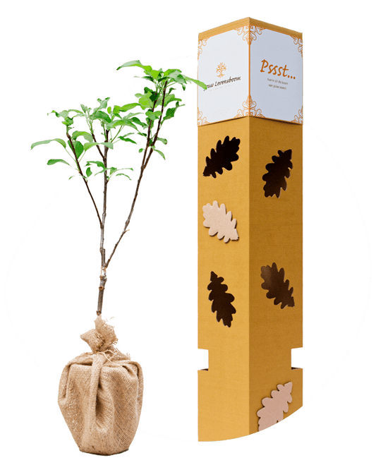 Appel - 25 juni t/m 4 juli, 23 december t/m 1 januari