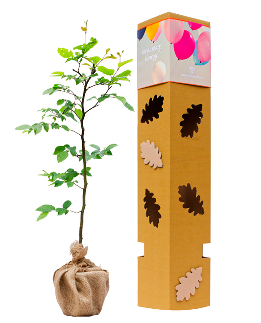 Haagbeuk - 4 juni t/m 13 juni, 2 t/m 11 december